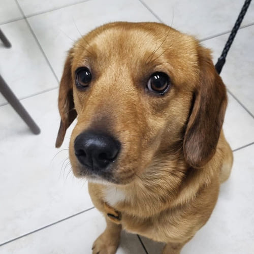 cane che guarda in alto ripresa dall'alto verso il basso