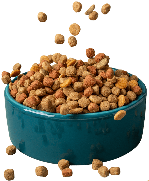 Ciotola di ceramica piena di croccantini secchi per cani