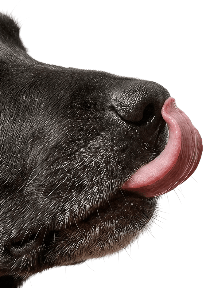 dettaglio muso di un cane nero che si lecca i baffi