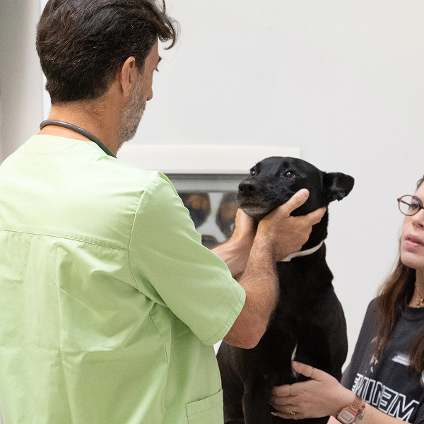 dottore che visita un cane nero